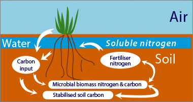 Interactions between Carbon and Nitrogen
