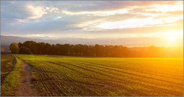 Assessing the soil quality