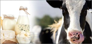 The milk and dairy analysis